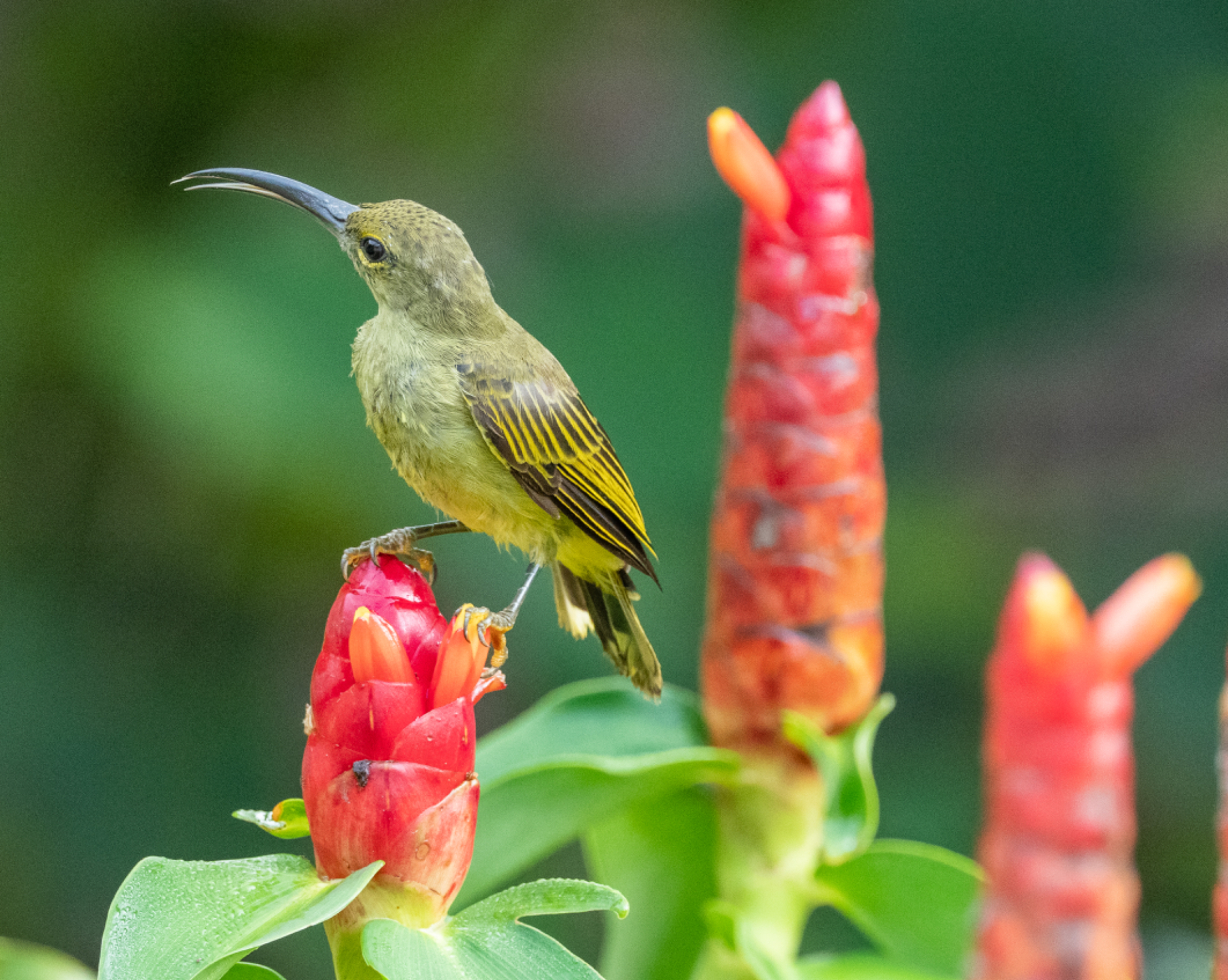 Thick billed Spiderhunter 2